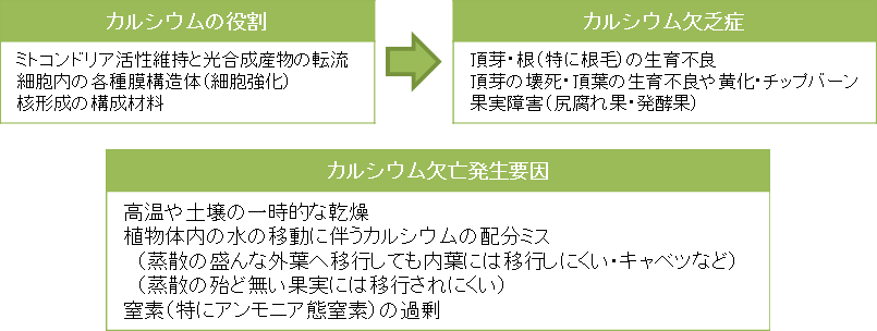 カルシウム欠亡症