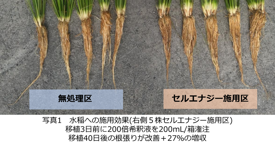 セルエナジー/エクストラターフ | 清和肥料工業株式会社