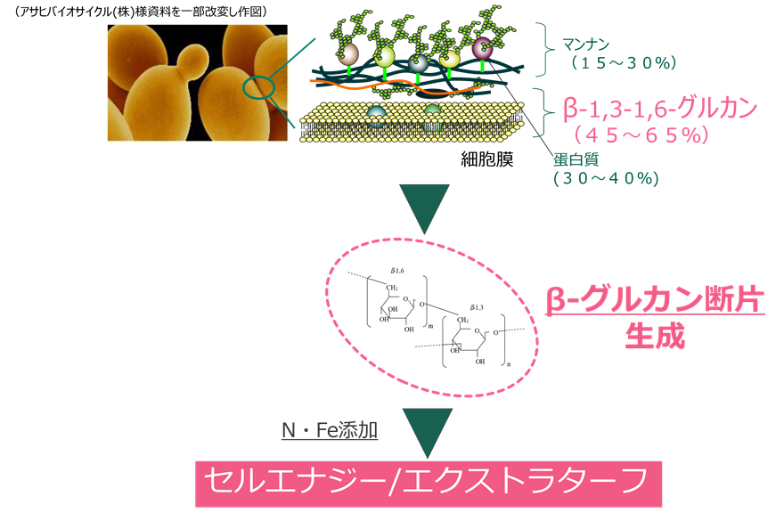 セルエナジー/エクストラターフ | 清和肥料工業株式会社