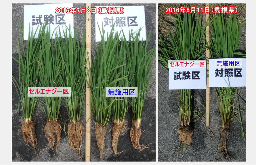 セルエナジーを施用した水稲