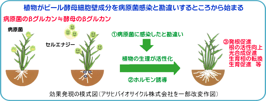 作用機作(模式図)