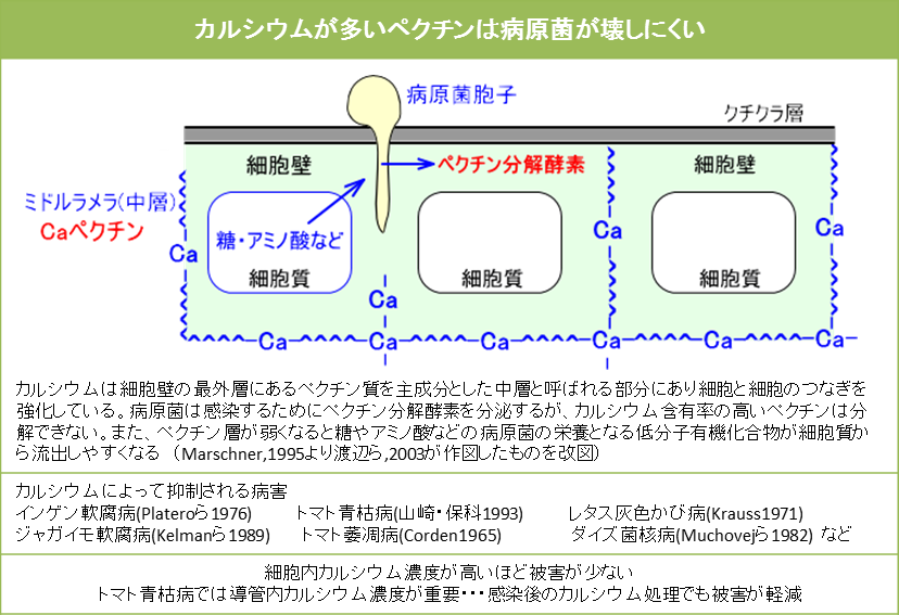 カルシウムと病原菌感染