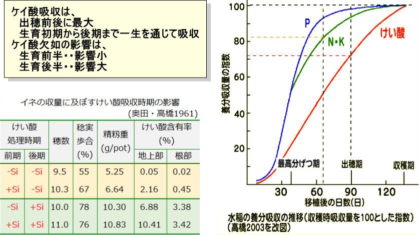 水稲のけい酸吸収特性