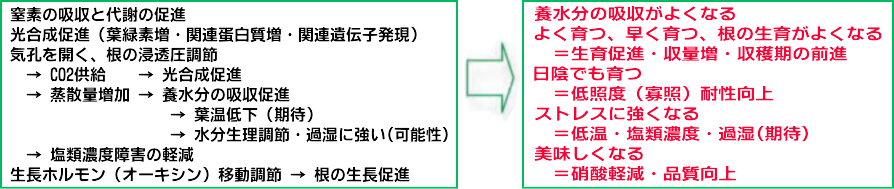 植物に対するALAの施用効果