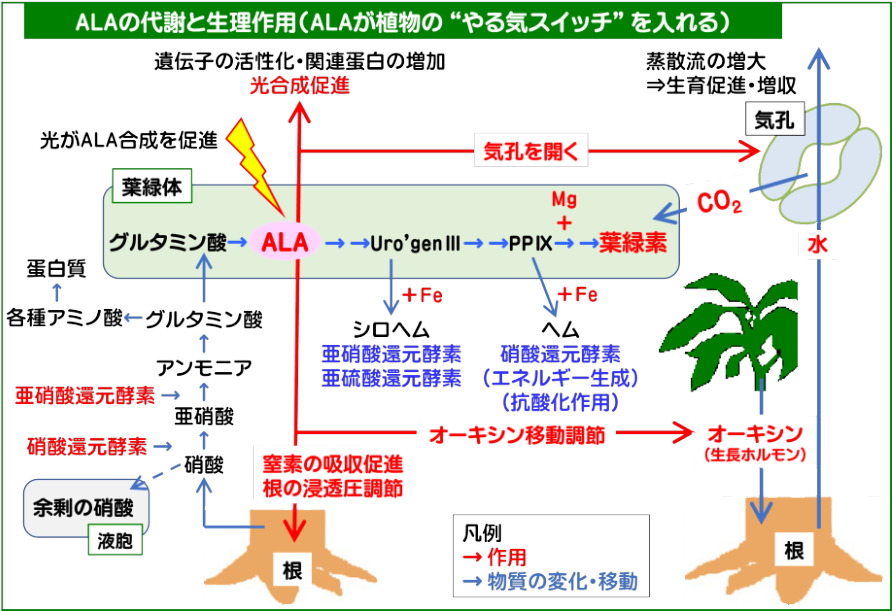 ALAの代謝と生理作用