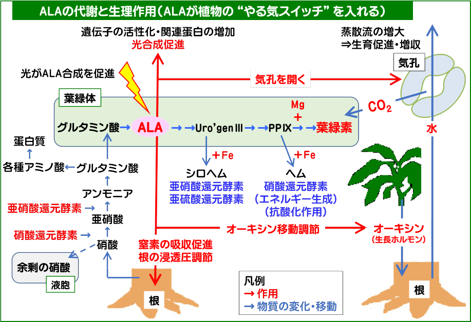 ALAの生理作用_ALAが植物の“やる気スイッチ”を入れる