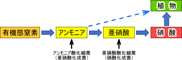 畑作物が吸収する窒素形態